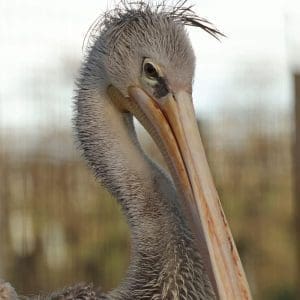 Pelican