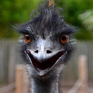 Emu