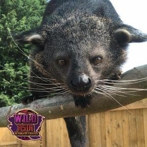 Binturong