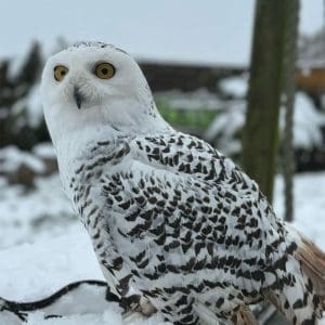 Snowy Owl