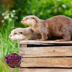 Otters